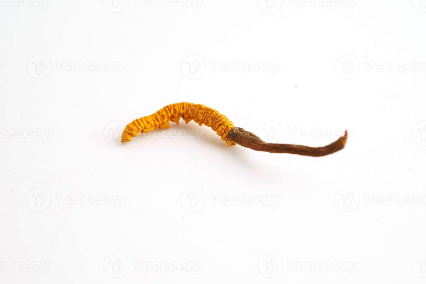 Cordyceps sinensis or Ophiocordyceps sinensis isolated on white background, mushroom herb treatment medicine. photo