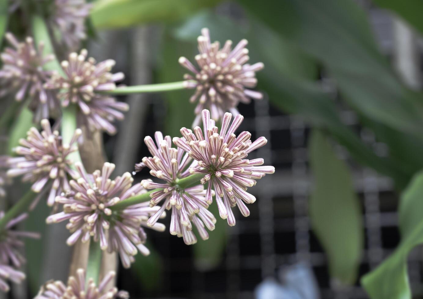 Fragrant Dracaenas flower blooming,green leaves, photo
