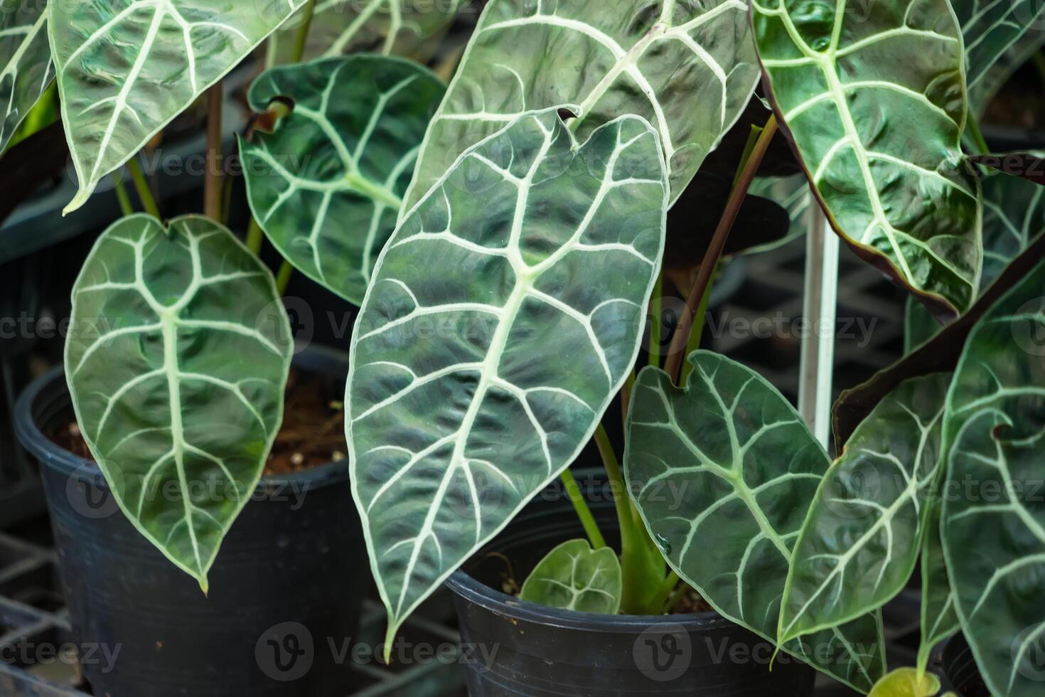 Charming Green Heart-Shaped Leaf Plant with Unique Patterns in Pot at a Beautiful Plant Shop photo