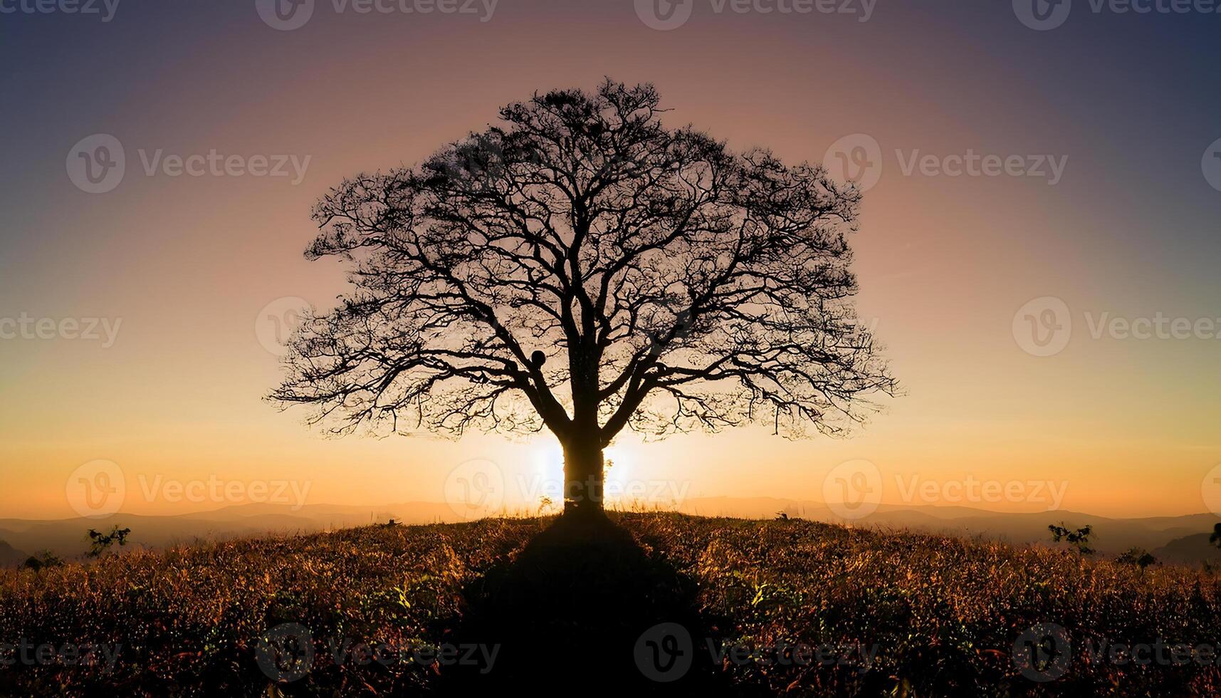 Silhouette of a bare tree on a hilltop with the sun setting behind it. photo