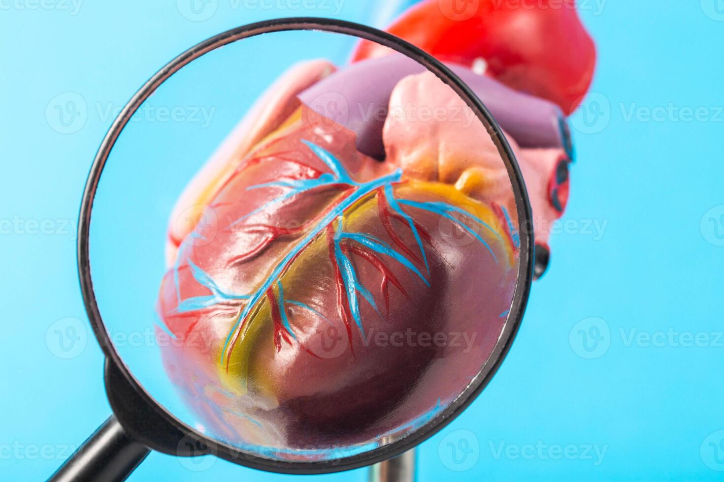 Mockup of a human heart under a magnifying glass on a blue background. Heart examination concept, heart diseases pericarditis, cardiomyopathy and hypertension, close-up photo