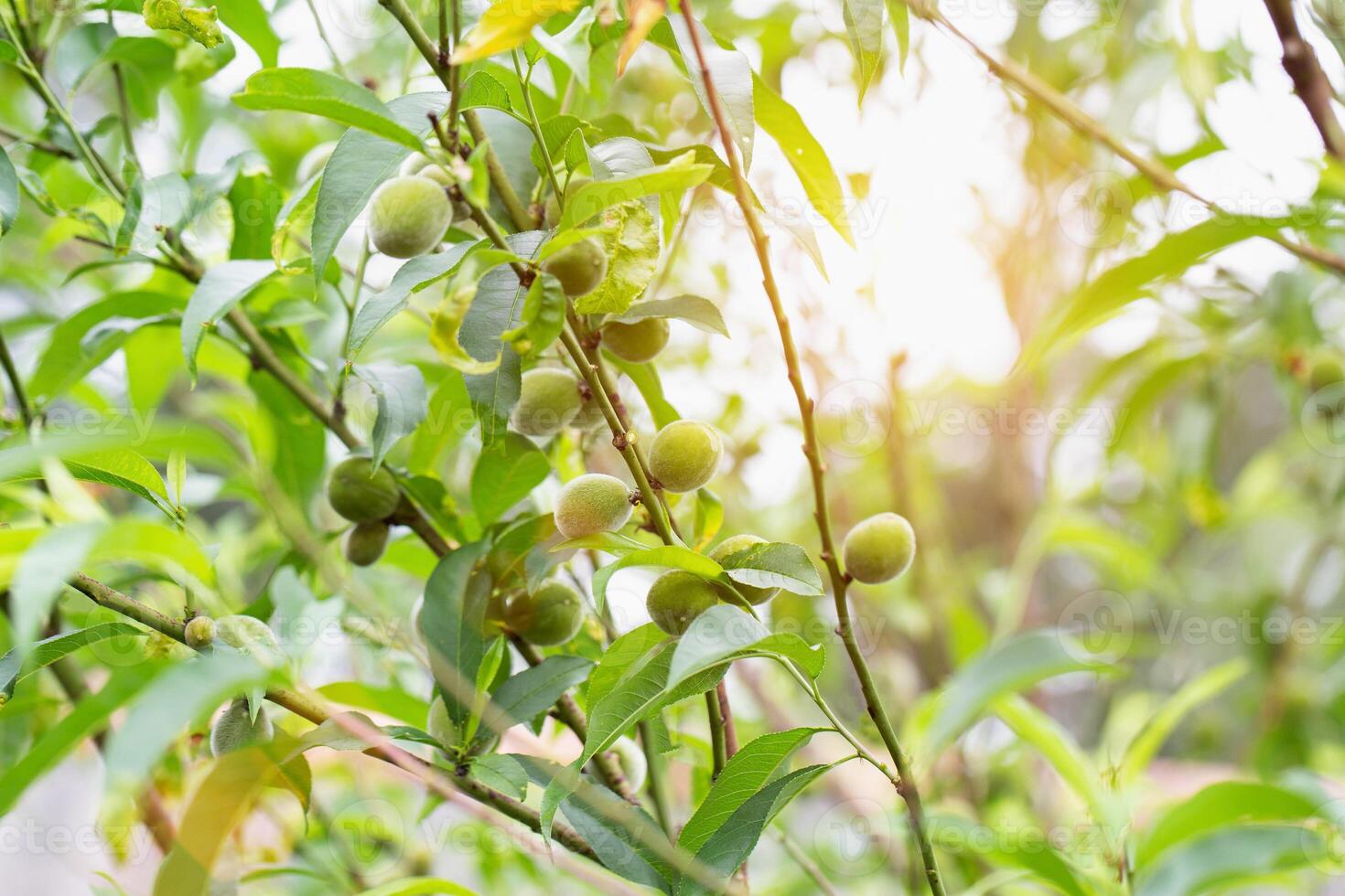 Ripening hybrid plum with peach on a tree, green fruits. High yield of fruit tree, gardening photo