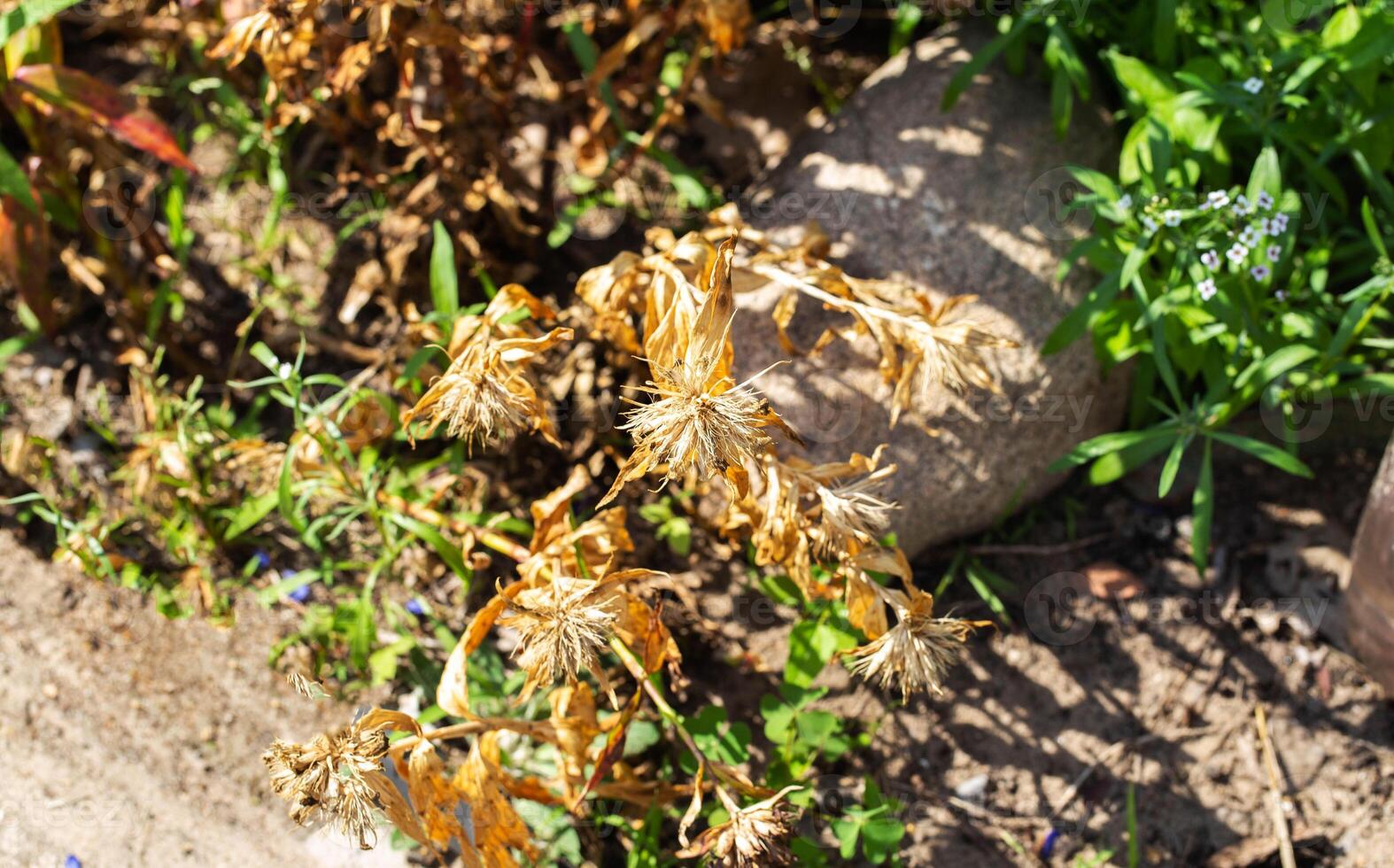 Dried flower stems and leaves with rust. The concept of lack of moisture and plant disease fungal rust, close-up photo