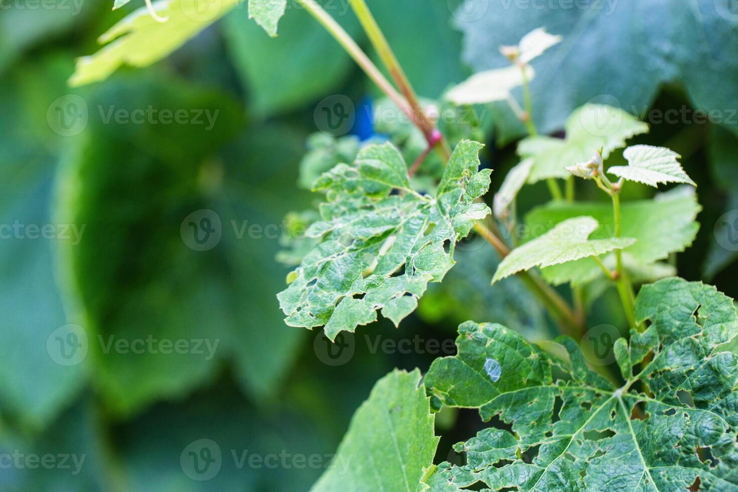 Leaves of a grape plant in a hole, pests and parasites of fruit plants. Grape budworm and moth, close-up. Industry photo
