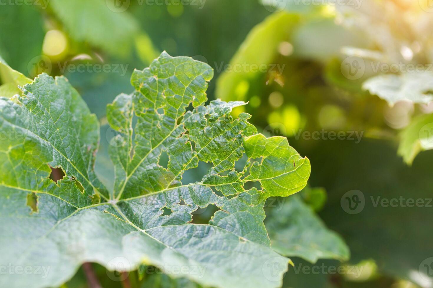 Leaves of a grape plant in a hole, pests and parasites of fruit plants. Grape budworm and moth, close-up. Industry photo