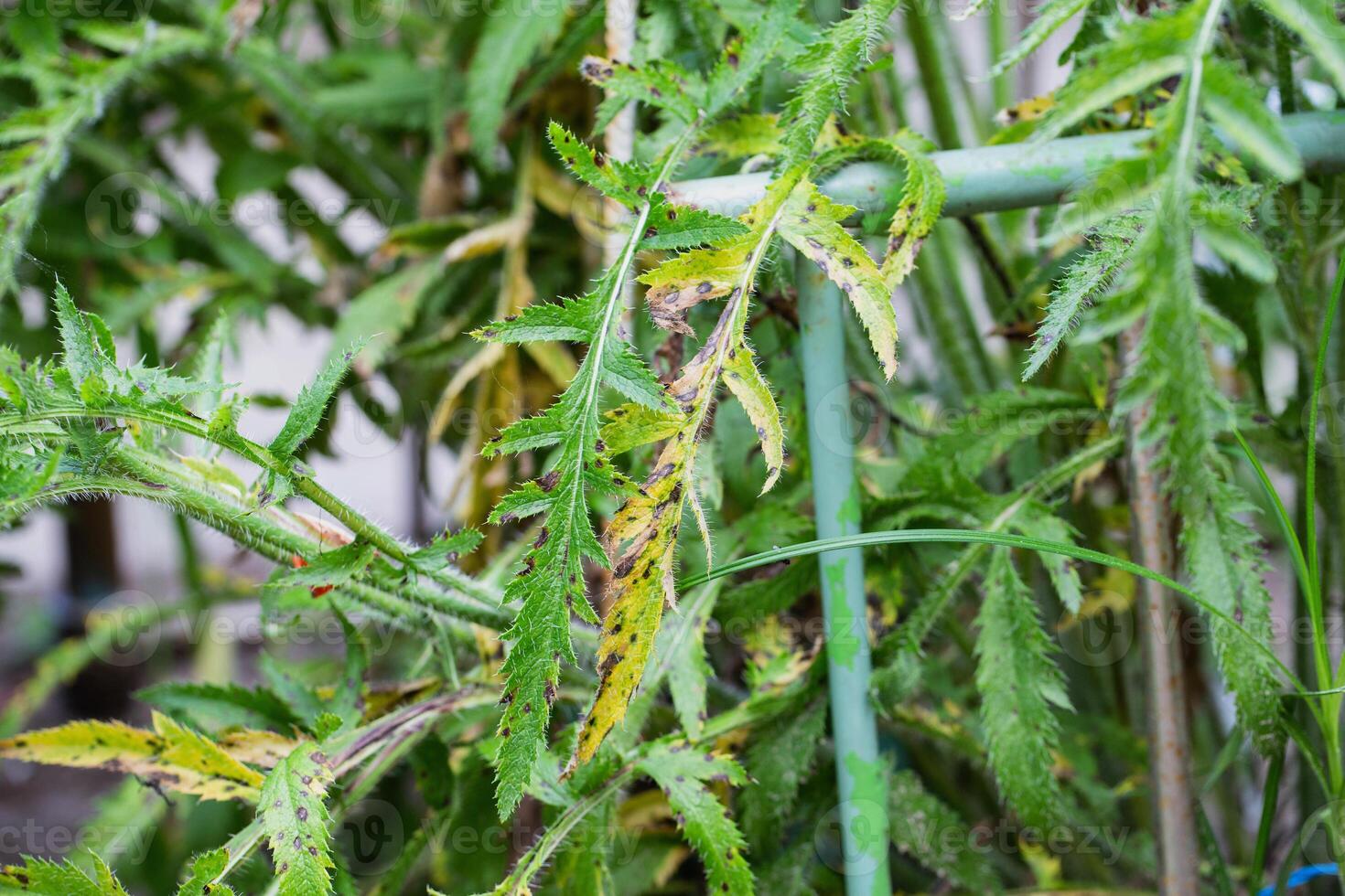 A yellow-orange plaque in a dot on the leaves of plants in the garden. Rust disease on plants in the country, close-up photo