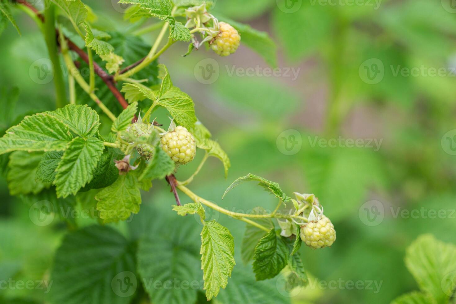 Ripening raspberries on a bush in the garden. Productivity and variety of raspberries, fruiting, close-up. Copy space for text photo