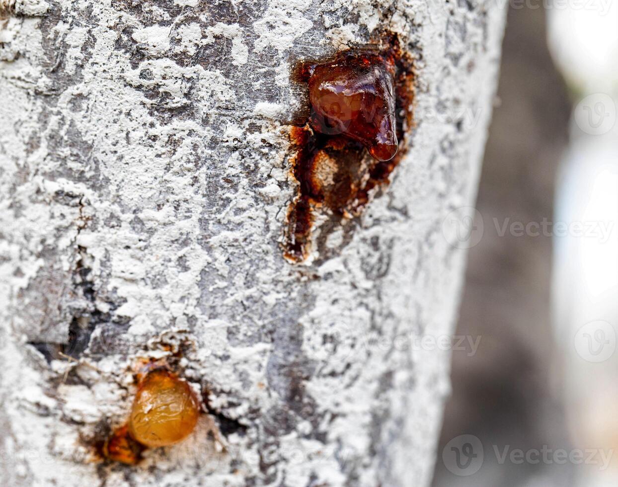 Healing brown resin on a tree, close-up. Natural medicine photo