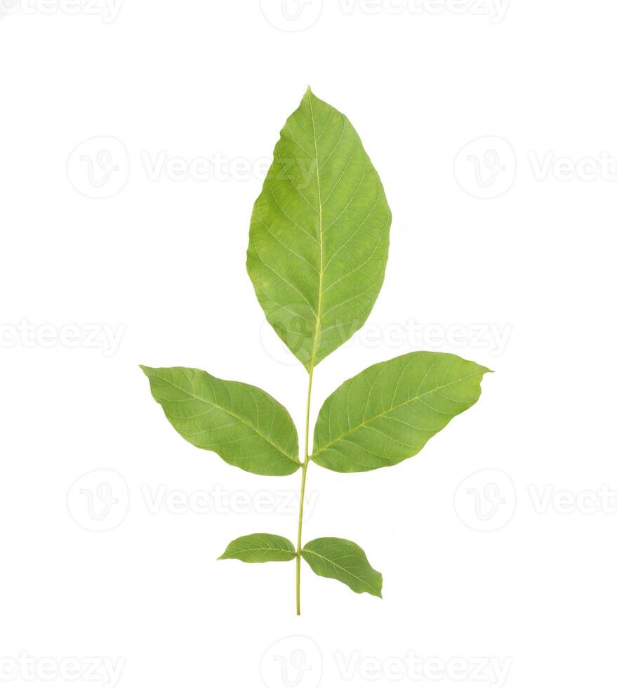 Green twig with walnut leaves on white background, isolate. Close-up photo