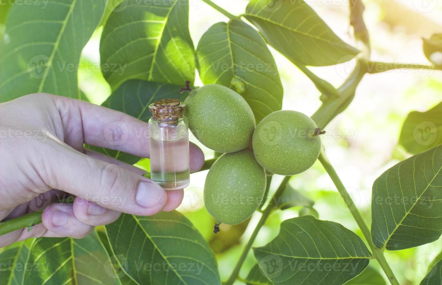 Hand holds a bottle with walnut essential oil. The concept of aromatherapy and cosmetology with a nutty smell, copy space, organic photo