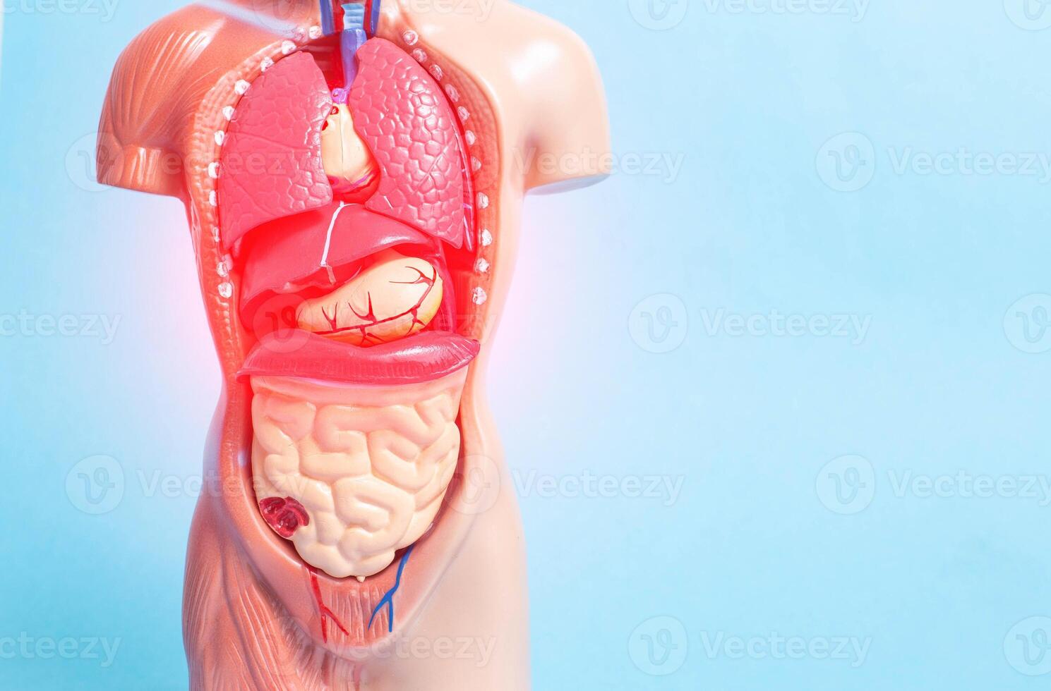 Human anatomy on the example of a medical manikin. The concept of a disease of human internal organs in the abdominal cavity. Blue background, copy space for text, digestion process photo