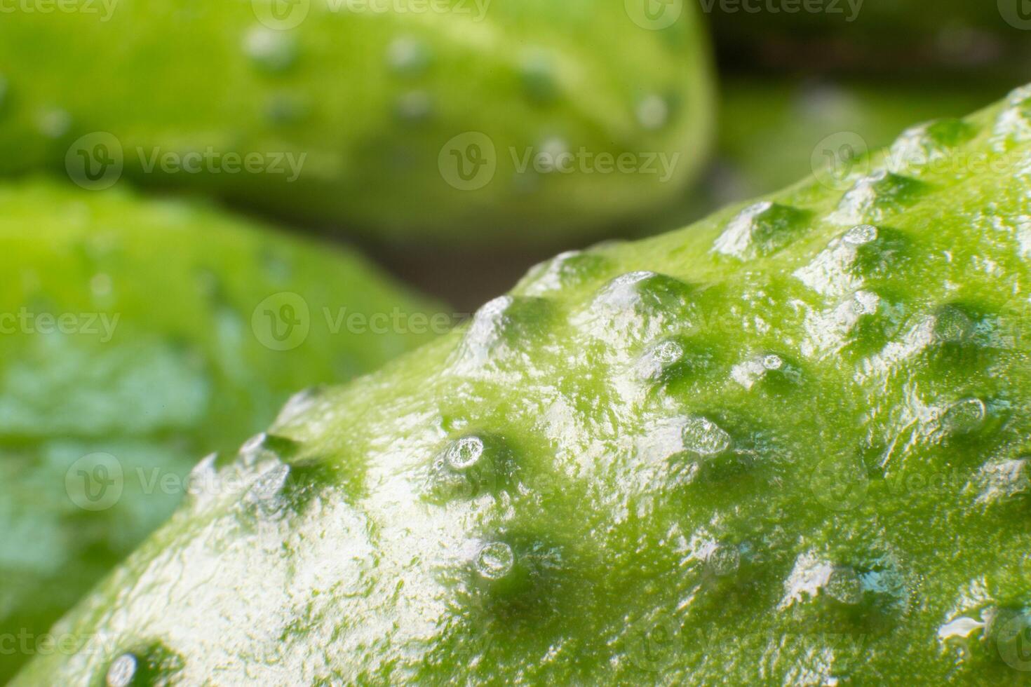 Closeup of a fresh juicy cucumber with ladies background, macro photo