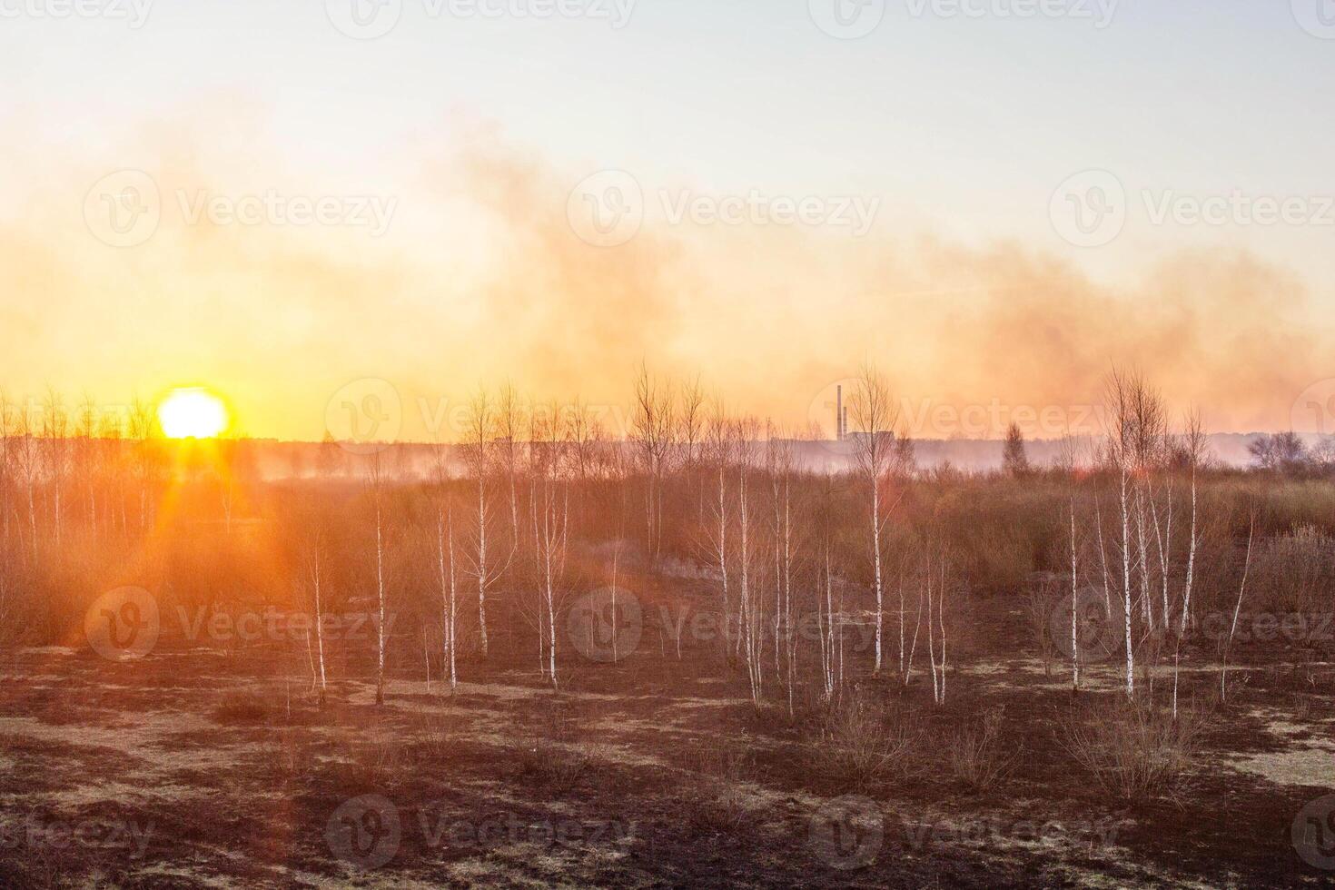 Orange sun on a background of smoke after a fire in the forest. Burnt black grass in nature photo