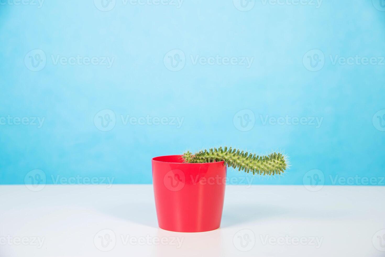 Red pot with cactus on a blue background. The concept of erectile dysfunction in men. Psychological problems in the sexual sphere. Copy space for text photo