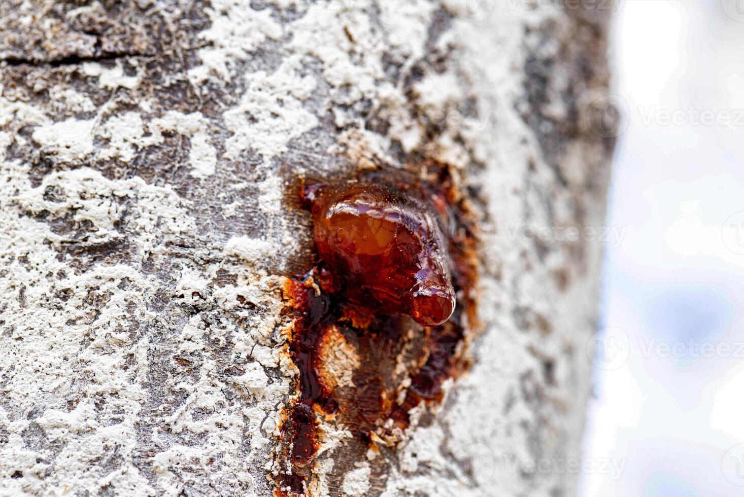 Healing brown resin on a tree, close-up. Natural medicine photo