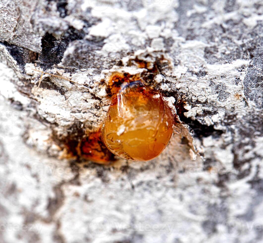 Healing brown resin on a tree, close-up. Natural medicine photo