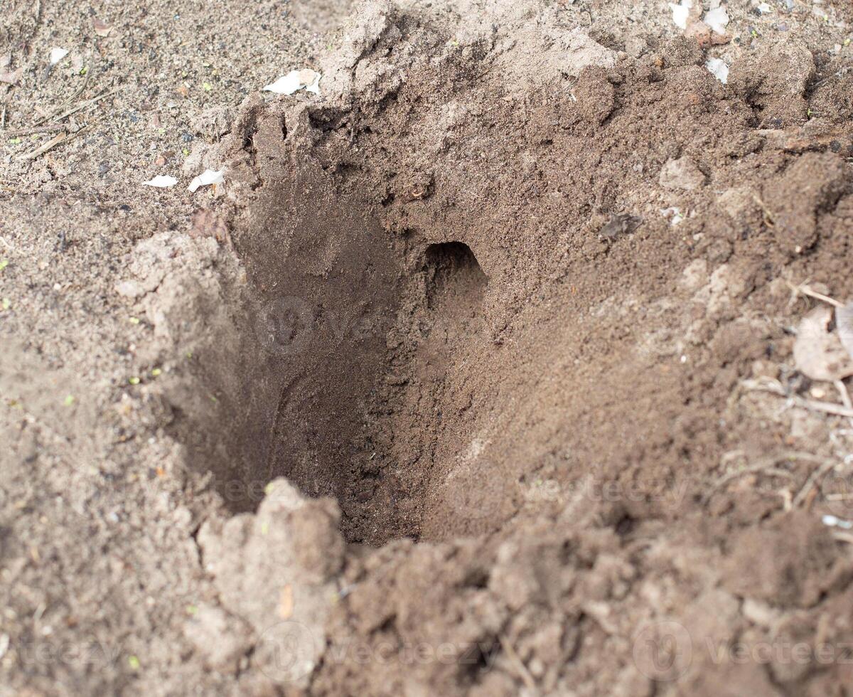 Expelling or smoking a mole from a summer cottage with a smoke bomb, wormholes photo