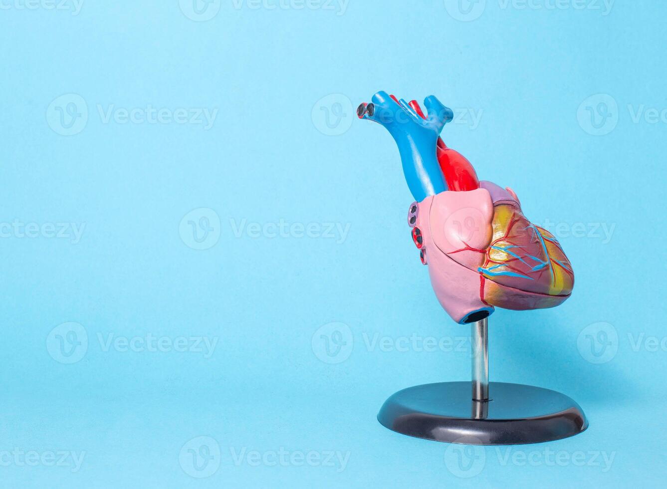 Anatomical model of the organ of the heart on a blue background, copy space. The concept of treatment and diseases of myocardial infarction and heart tachycardia, cardiovascular diseases photo