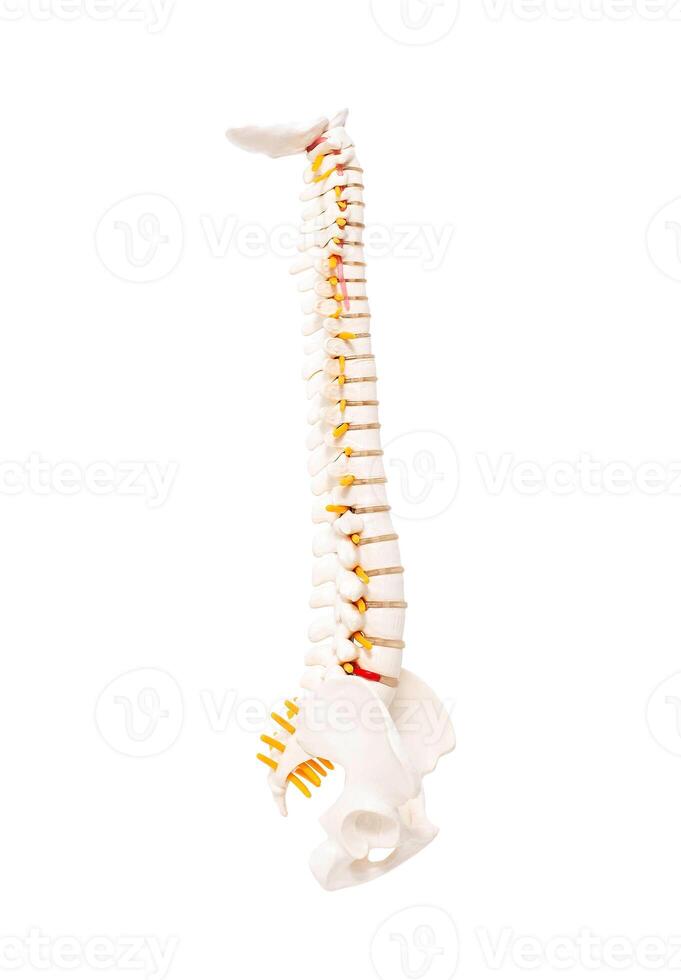 Mock up human spine on a white background. The concept of segments and divisions of the spine, the structure and anatomy of the bone marrow, nerves and vertebrae, Isolate photo