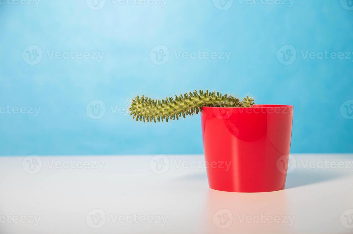 Red pot with cactus on a blue background. The concept of male problems in the genital area and urology. Weak erection and libido, hormonal failure. Copy space for text photo