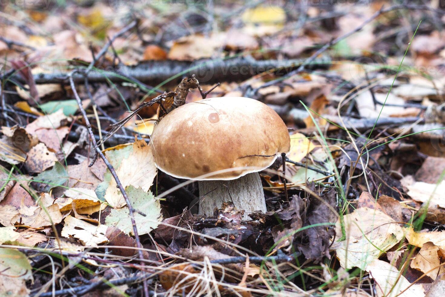Beautiful big boletus mushroom grows in the autumn forest. Delicacy tubular white mushroom, background, organic photo