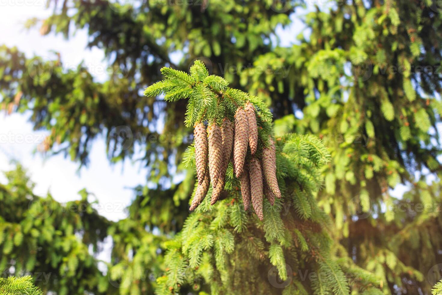 Beautiful spruce branch with large oblong cones in the sun. Conifer in nature, european spruce photo