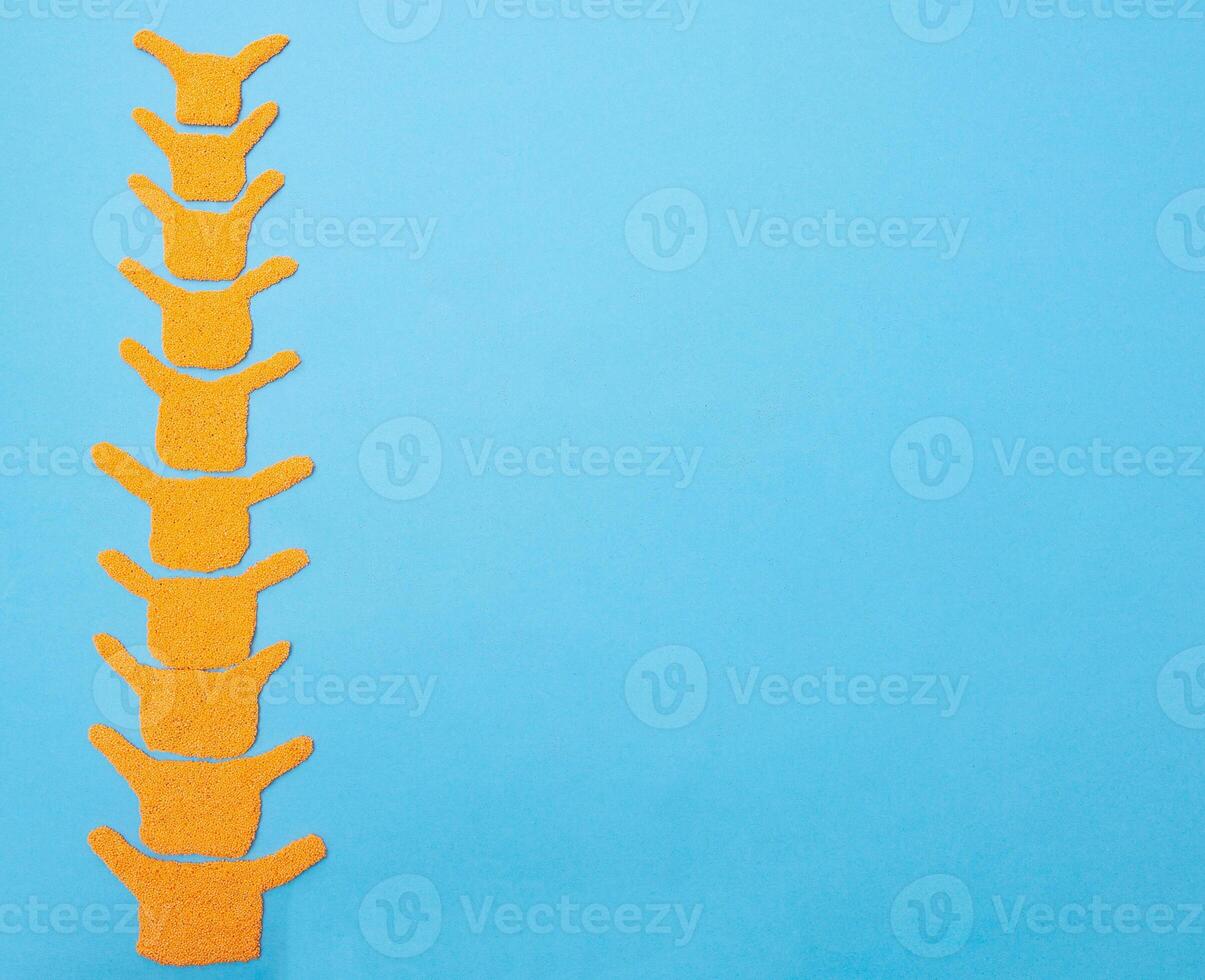 Human spine model on a blue background. The concept of youth and flexibility of the human spine. Copy space for text, elasticity photo