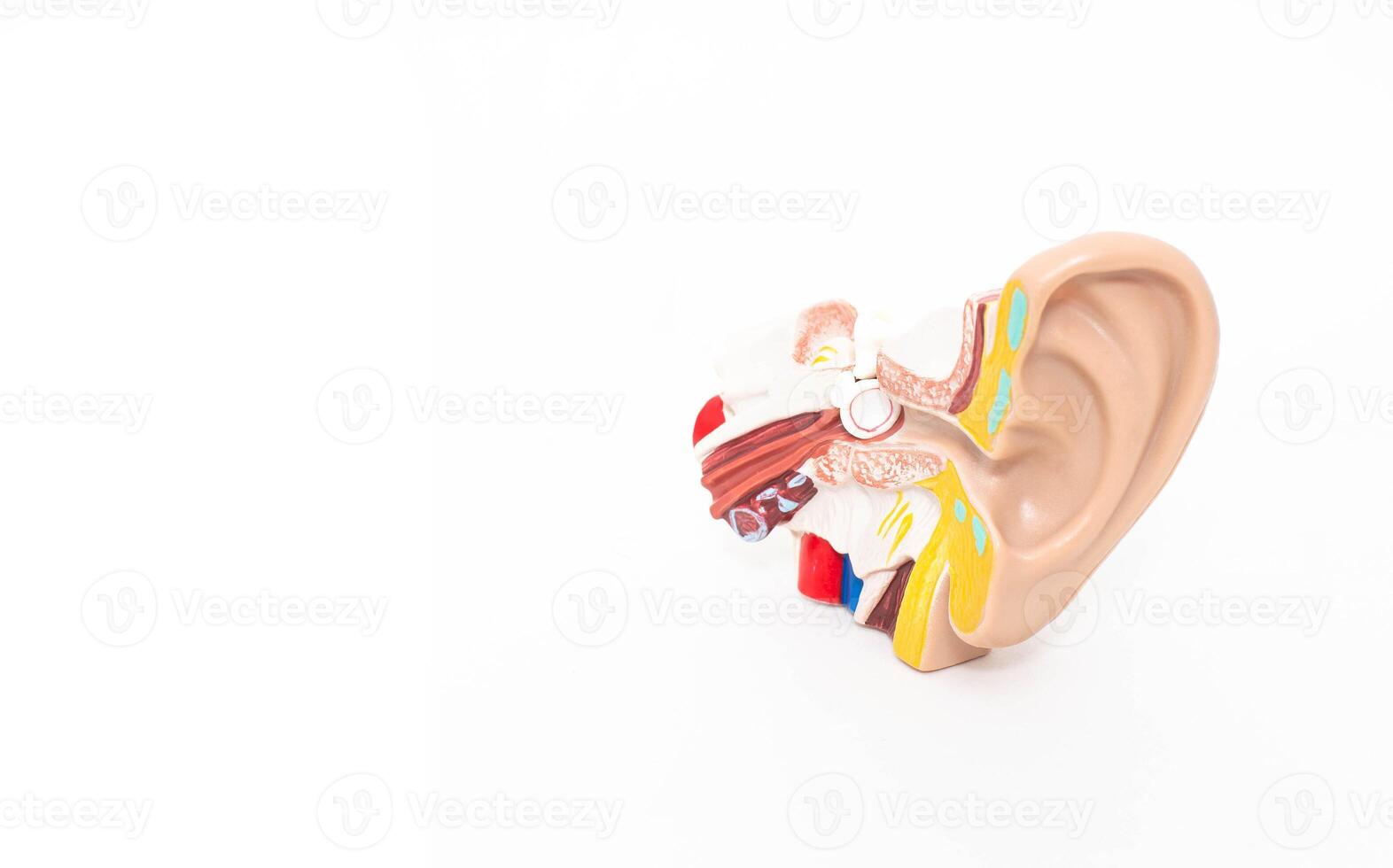 Mock ear of a man on a white background. The concept of diseases of the outer and middle ear, otitis media. Copy space, inflammatory process photo