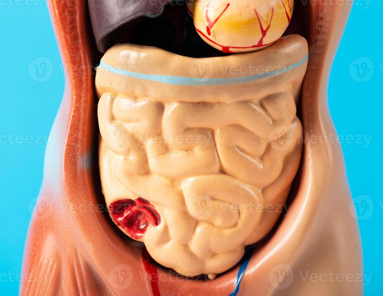 Mockup of a human with internal organs and intestines on a blue background. Concept of intestinal diseases, duodenal ulcer. Digestive disorders and dysbacteriosis. Diarrhea and constipation, close-up photo