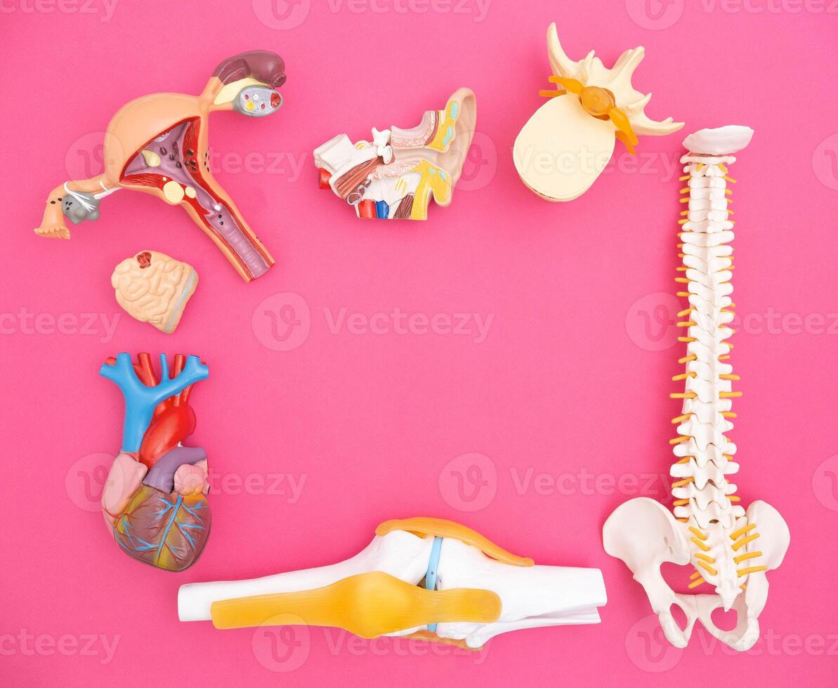 Mockups of human internal organs on a pink background. Concept of the functions of human internal organs and anatomy. Copy space for text photo