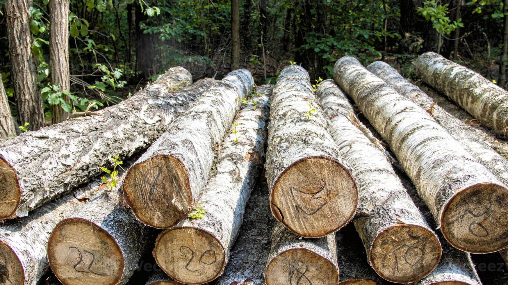 Heaps of birch logs lie in the forest in a clearing. The concept of logging timber. Business on forest products, import and export of timber. Forest area photo