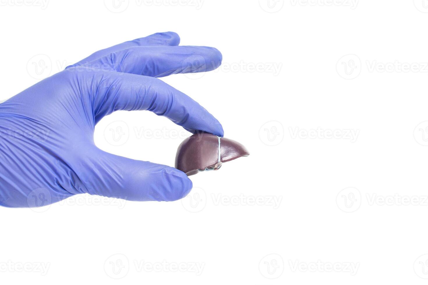 The doctor holds in his hand a model of the human liver on a white background, isolate. The concept of diseases and treatment of liver diseases, hepatitis and fatty hepatosis photo