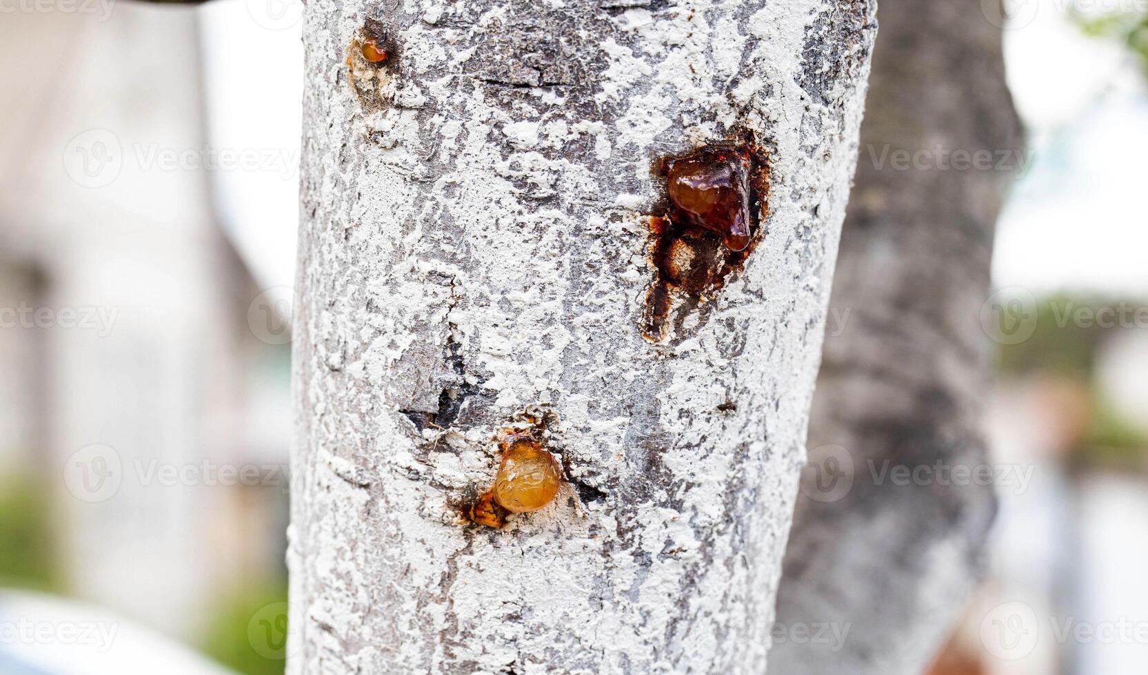 Healing brown resin on a tree, close-up. Natural medicine photo