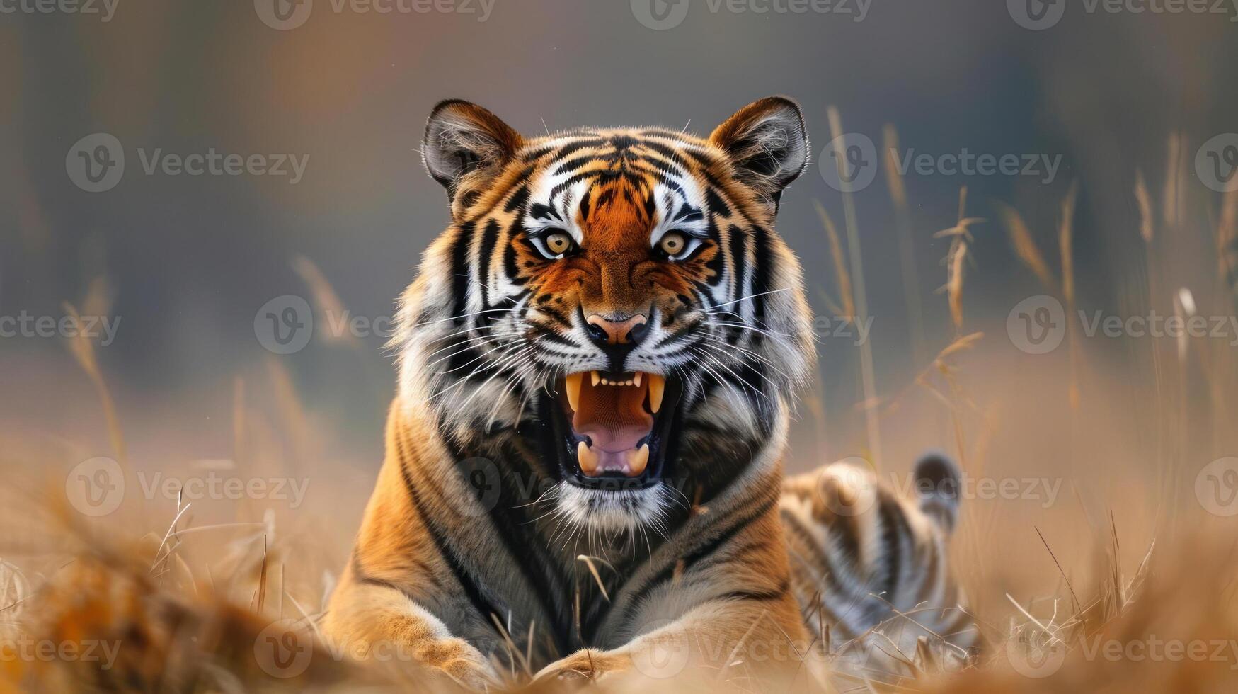 Roaring tiger in the grass. photo