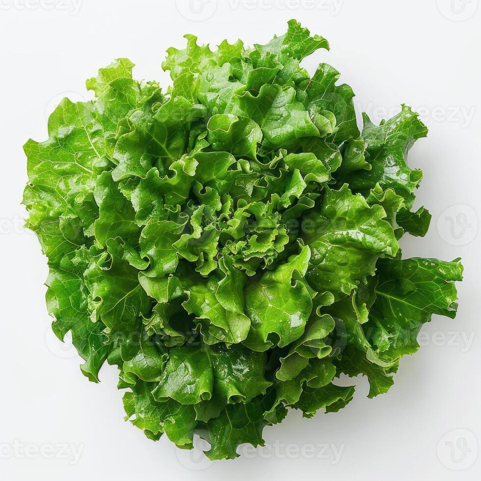 A close-up of fresh green lettuce. photo