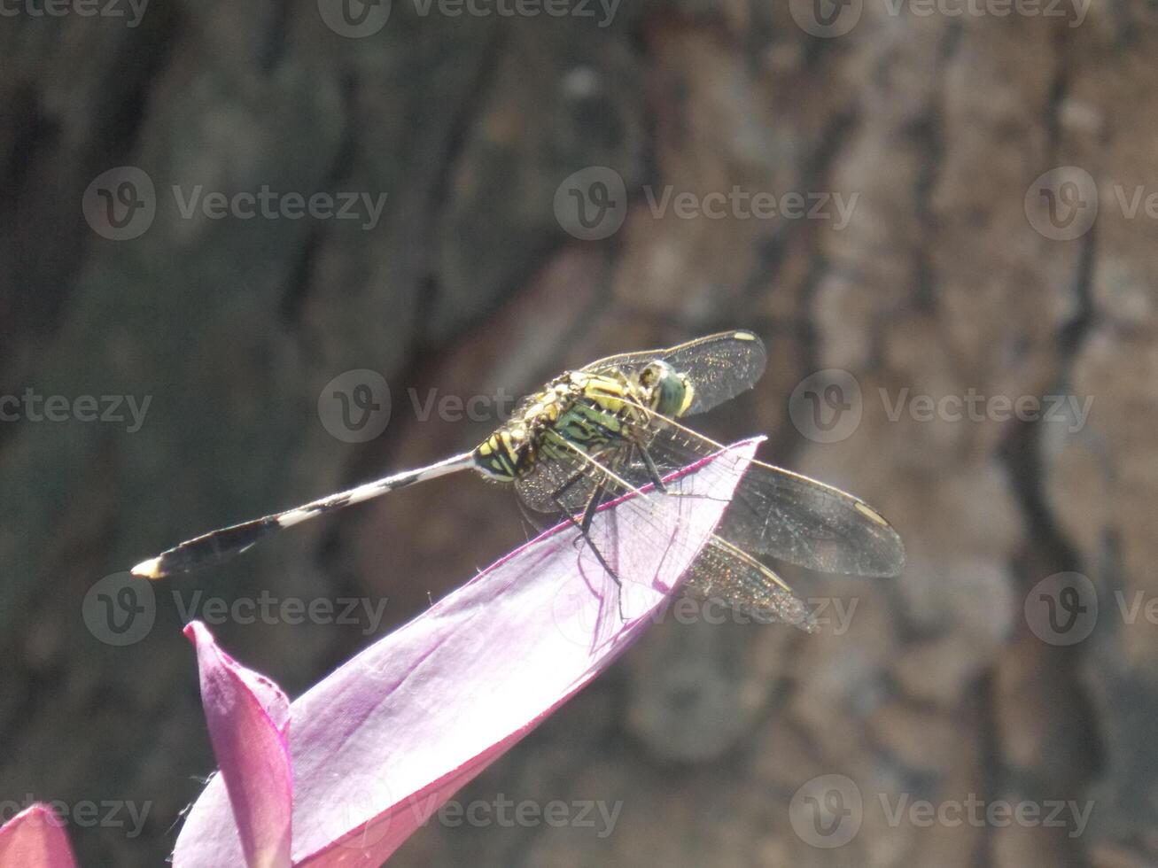 A dragonfly on a purple flower photo