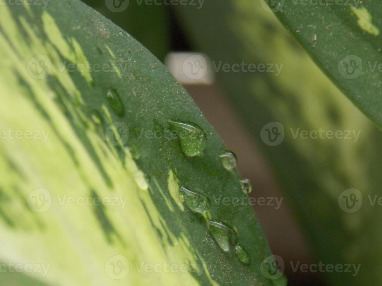 A close up of a leaf with water droplets on it photo
