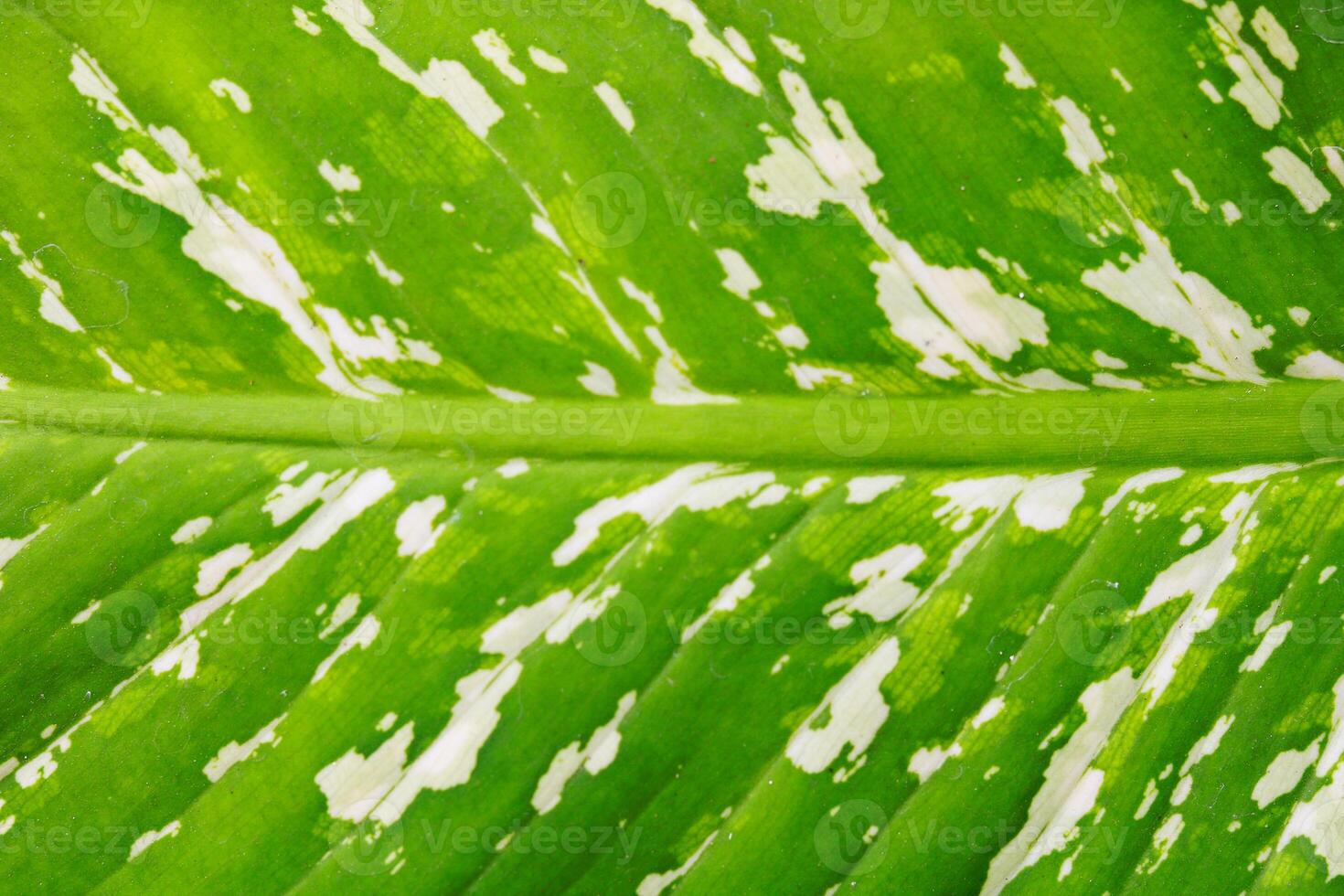 Close-up of green Dumb Cane leaf texture background with copy space for text or image. photo