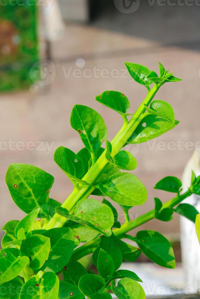 Close-up of small green Malabar spinach in the garden. Natural background. photo