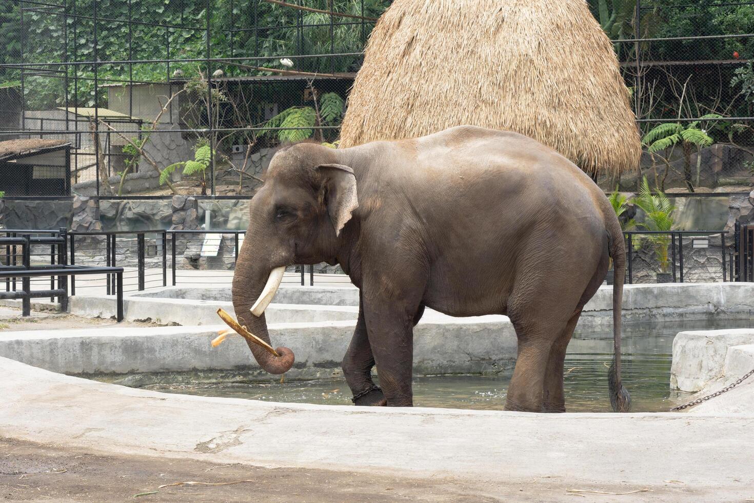 n elephant is going to bath wit water in pond in zoo photo