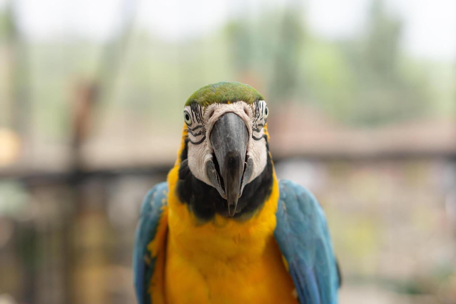 Colorful cockatoo on zoo park. Perching on branch of tree with blurry background photo