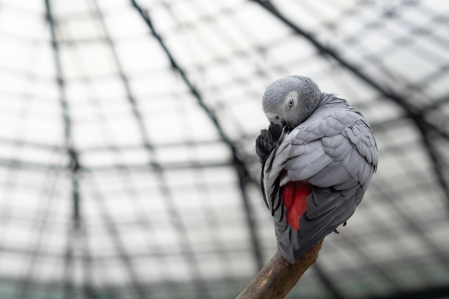 Colorful cockatoo on zoo park. Perching on branch of tree with blurry background photo