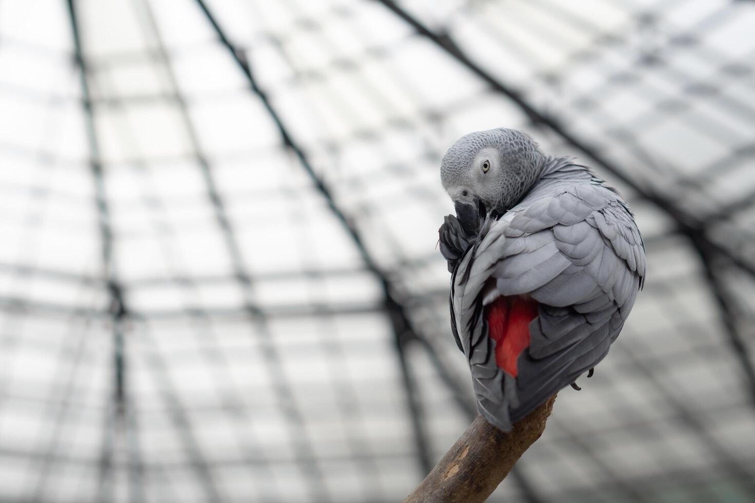 Colorful cockatoo on zoo park. Perching on branch of tree with blurry background photo