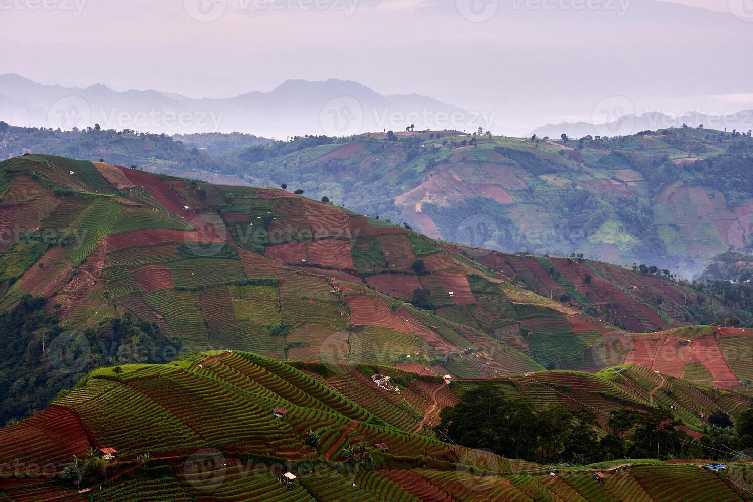 Beautiful high angle view of scallion farm in morning with hills and valleys, scallion also known as green onions, spring onions, or salad onions grow better in the highlands. photo