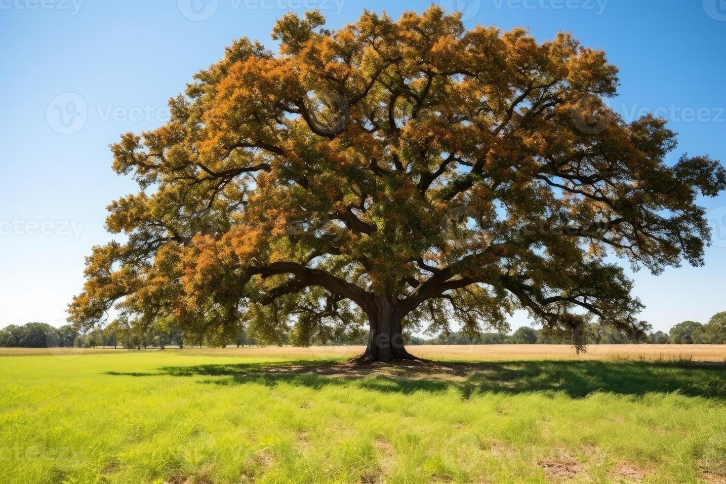 An oak tree in a field with a blue sky photo