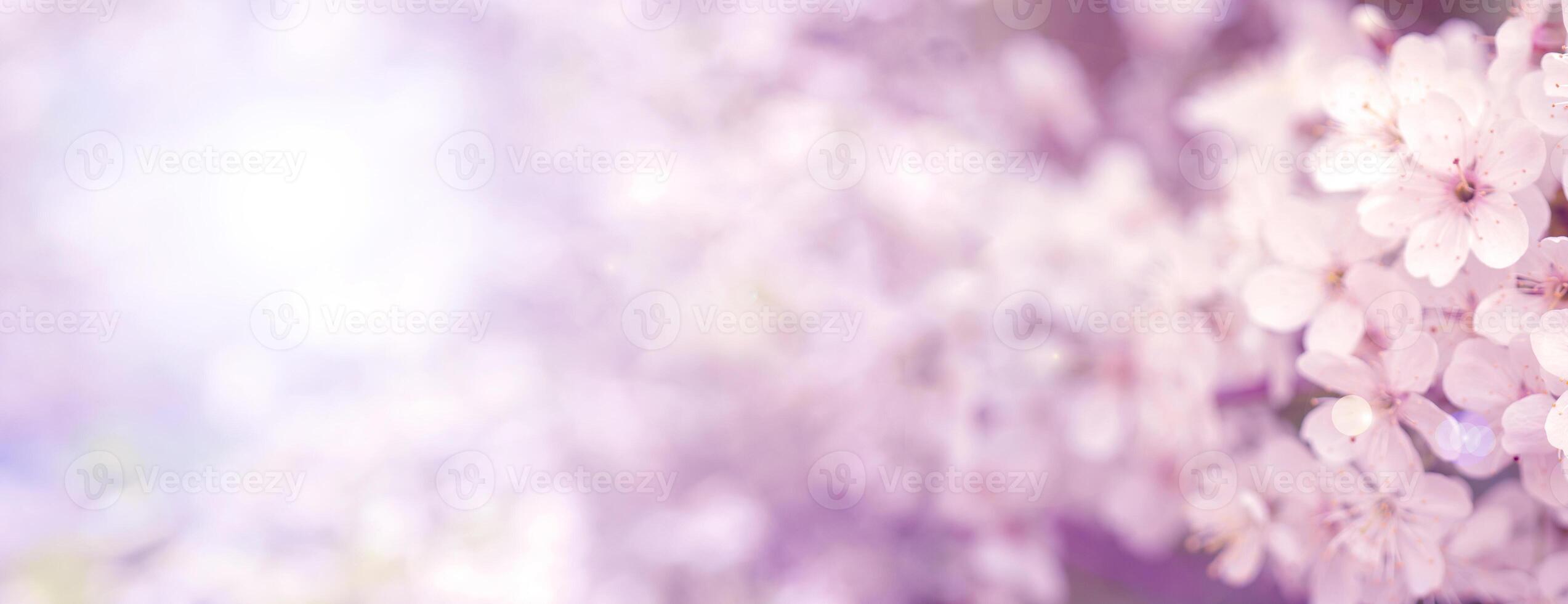 Blooming cherry branch in the spring garden at the wedding ceremony. photo