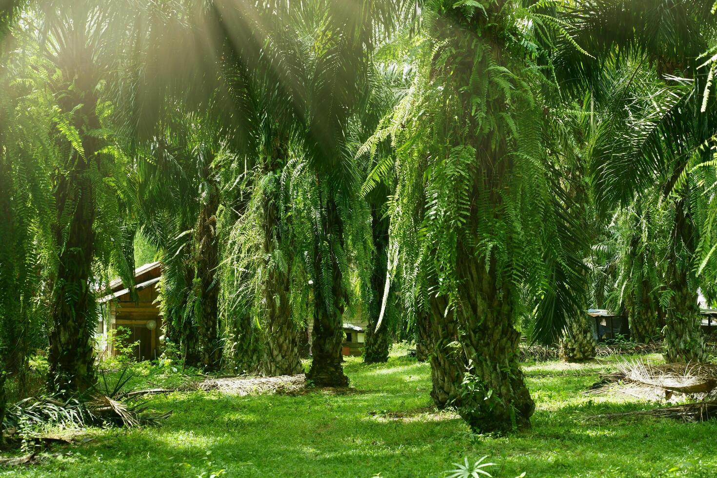 A green forest with trees and grass photo