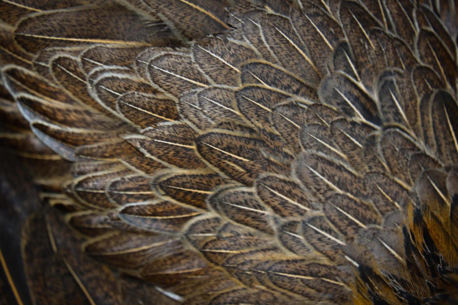 A close up of a bird's feathers photo