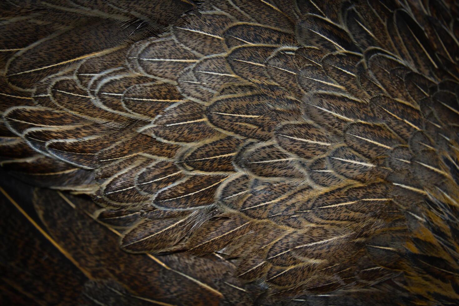 A close up of a bird's feathers with a black background photo