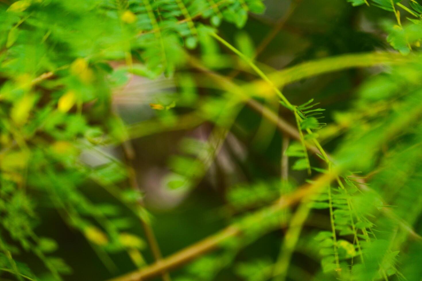 abstract background soft blur nature green leaves photo